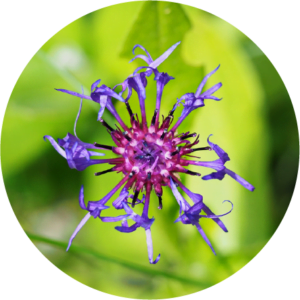 BIOPTIMAL - BIO Diablov pazúr (Harpagophytum) 
